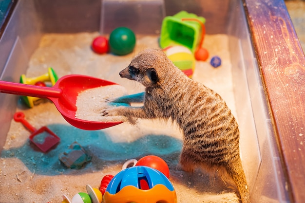 Meerkats nello zoo. Suricate.