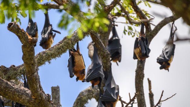 Megabat dello Sri Lanka appollaiati a testa in giù sui rami degli alberi