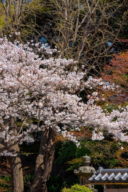 Meguro Sakura Festival dei fiori di ciliegio Fioritura dei fiori di ciliegio nella stagione primaverile sul fiume Meguro