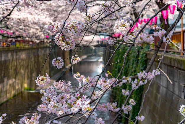 Meguro Sakura Festival dei fiori di ciliegio Fioritura dei fiori di ciliegio nella stagione primaverile sul fiume Meguro