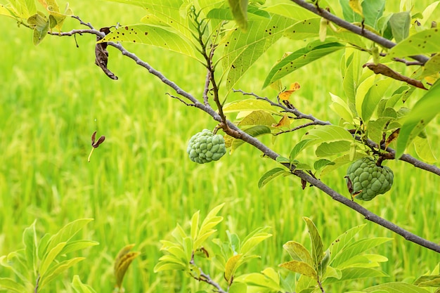 Mela cannella su un albero