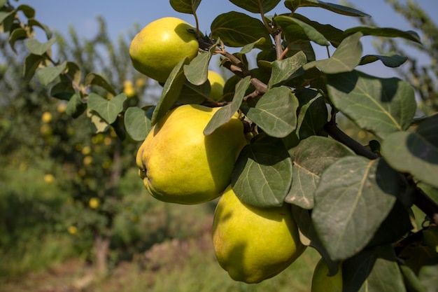 Mela cotogna fresca biologica, Izmir / Turchia