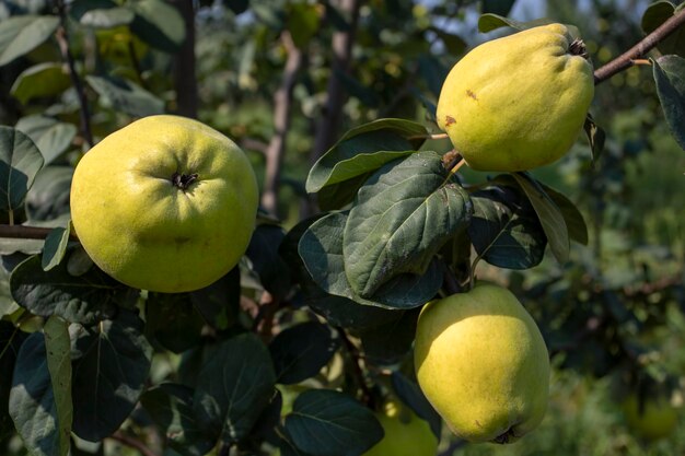 Mela cotogna fresca biologica, Izmir / Turchia