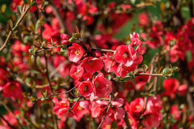 Mela cotogna giapponese rossa o maules mela cotogna fioritura che fiorisce in primavera nome scientifico chaenomeles