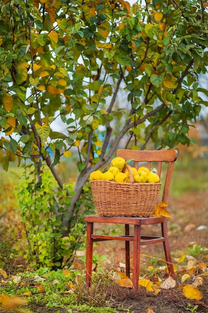 Mela cotogna raccolto autunnale pieno cesto di mele cotogne in giardino Coltivazione di frutta biologica in azienda