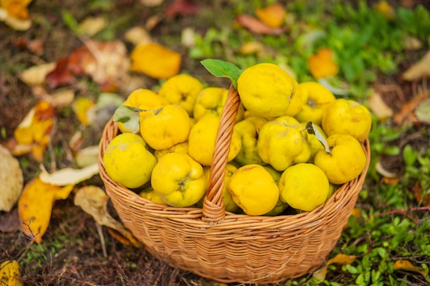 Mela cotogna raccolto autunnale pieno cesto di mele cotogne in giardino Coltivazione di frutta biologica in azienda