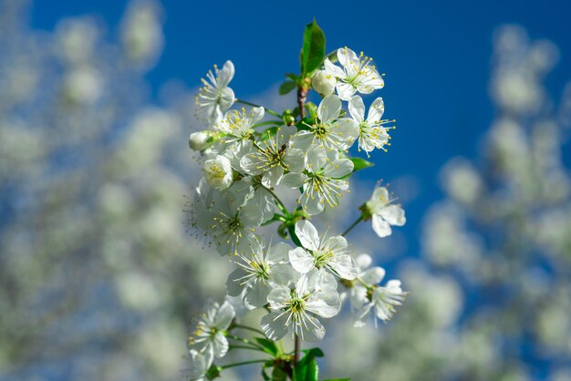 Mela del fiore sopra il fondo della fioritura, fiori dell'albero di bellezza della natura della molla.