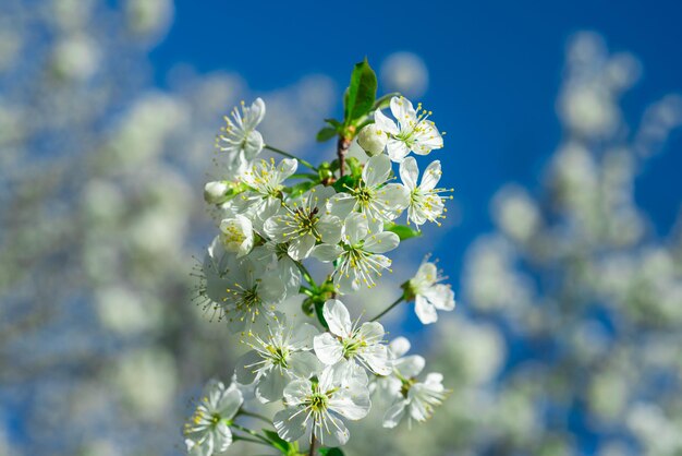 Mela della molla della fioritura del fiore. Fiore di alberi di primavera.