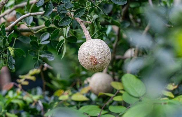 Mela di legno o frutta acidissima di limonia che cresce sull'albero con spazio di copia