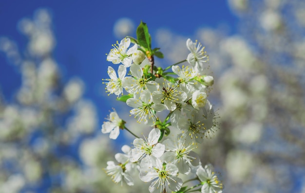 Mela di primavera di fioritura del fiore Fiore di alberi di primavera