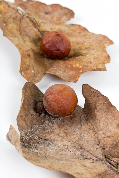 Mela di quercia o fiele di quercia su due foglie secche cadute trovate in una foresta in primavera isolata su sfondo bianco Primo piano dell'infezione dell'albero