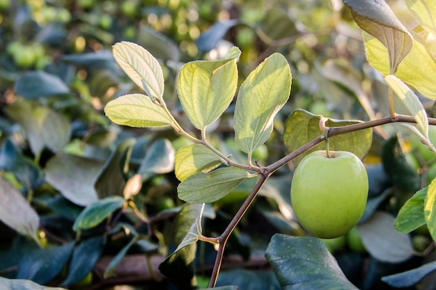 mela di scimmia fresca sull&#39;albero nel campo di agricoltura