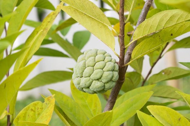 Mela di zucchero che cresce su un albero.