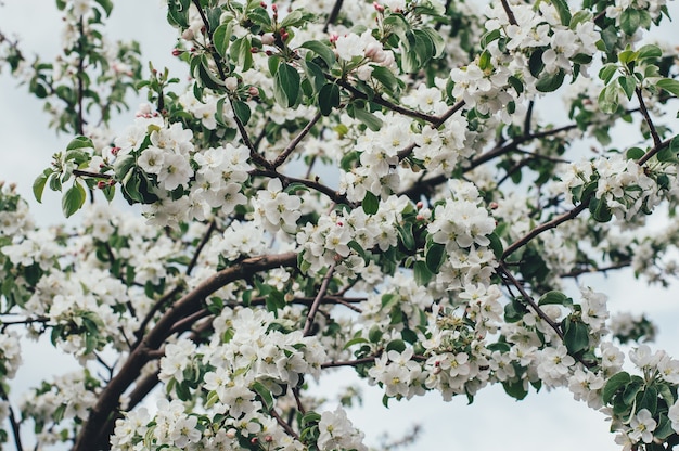 Mela fiore di primavera sulla natura