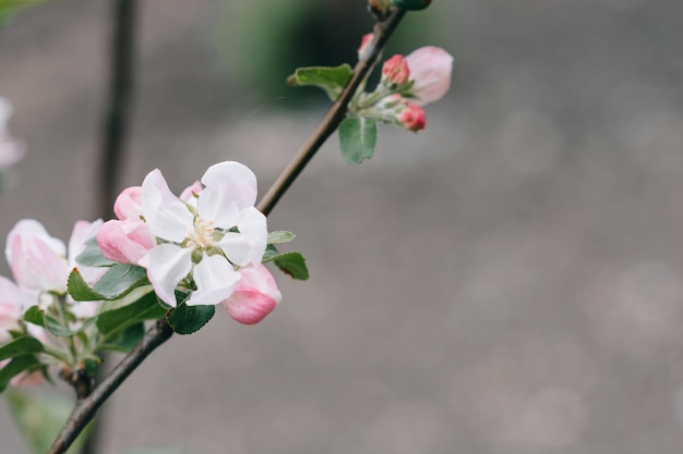 Mela in fiore su sfondo natura fiori primaverili bella farfalla