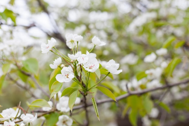 Mela in fiore su sfondo natura fiori primaverili messa a fuoco selettiva