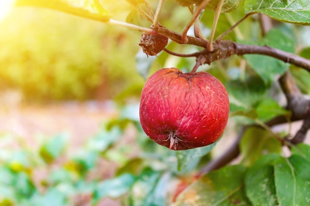 Mela marcia su un ramo Raccolto di mele viziato Frutti infettati da apple monilia fructigena