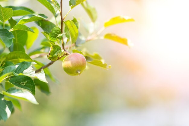 Mela matura del piccolo albero