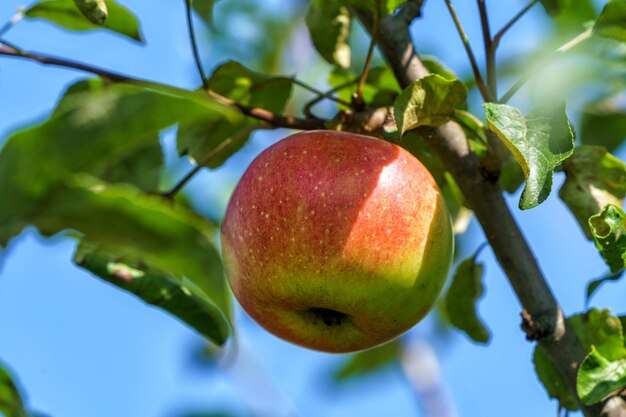 Mela matura su un albero di mele nel giardino luce naturale estate