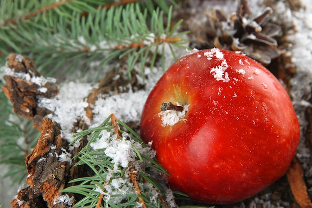 Mela rossa con rami di abete sulla corteccia nella neve da vicino