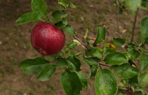 mela rossa matura su un ramo in giardino