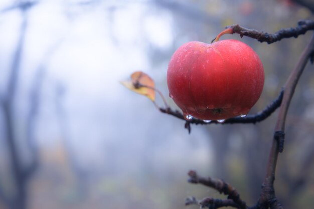 Mela rossa nell'albero