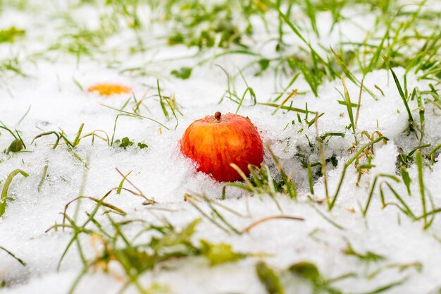 Mela rossa nella neve tra l'erba verde coperta di neve