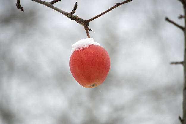 Mela rossa ricoperta da un sottile strato di neve