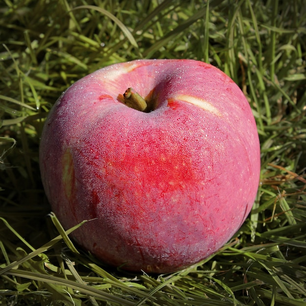 Mela rossa su erba verde, raccolto autunnale