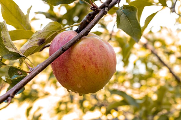 Mela rossa su un albero con le gocce