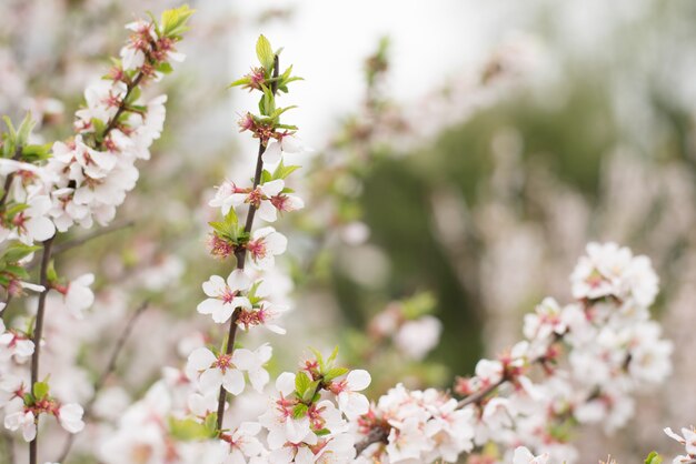 Mela sbocciante del ramo. Fiori primaverili colorati luminosi