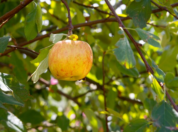 Mela su un ramo di albero si chiuda