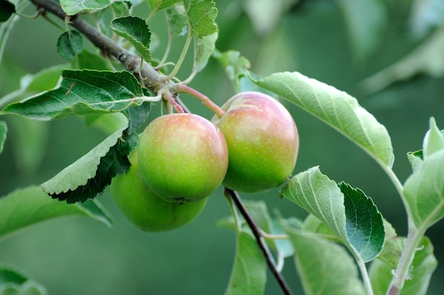 Mela su un ramo di albero