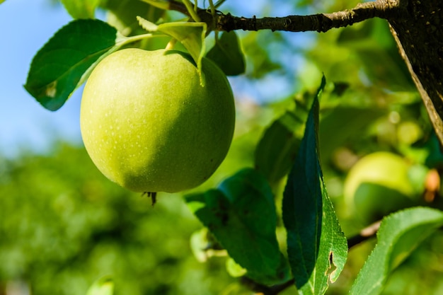 Mela verde acerba su un ramo del melo