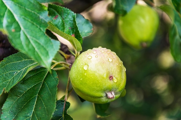 Mela verde con gocce d'acqua appese a un ramo di un melo sfondo sfocato