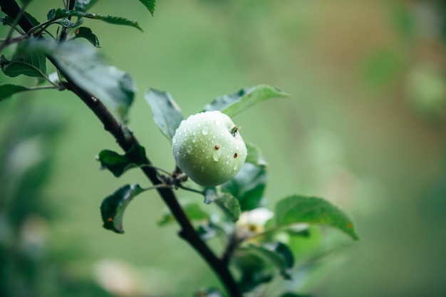 Mela verde su un ramo di albero