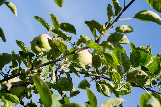 Mela verde sull&#39;albero