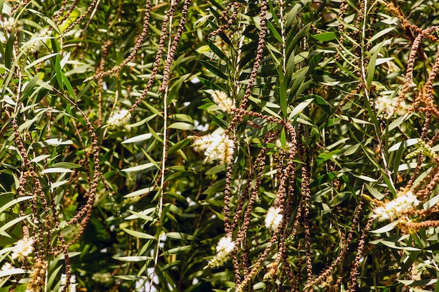 Melaleuca cajuputi fiore, foglie e semi, comunemente noto come cajuput