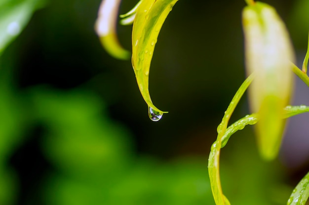 Melaleuca cajuputi foglie giovani e gocce d'acqua a fuoco poco profondo con sfondo sfocato