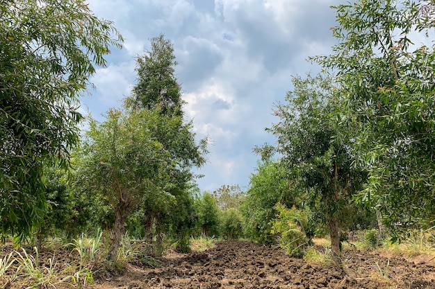 Melaleuca cajuputi piante, comunemente noto come cajuput, in Gunung Kidul, Yogyakarta, Indonesia