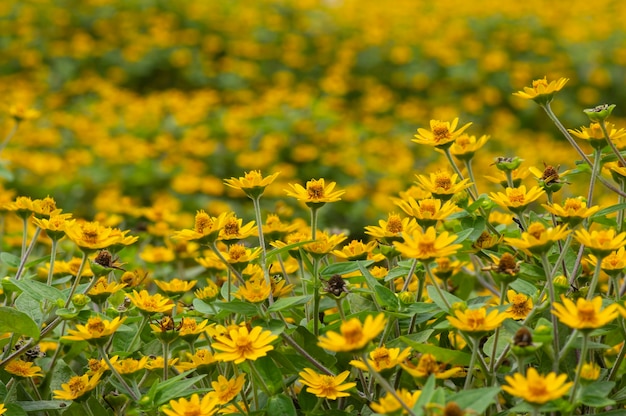 Melampodium Butter Daisy mini fiore del sole fiore giallo Rudbeckia Heliopsis helianthoides