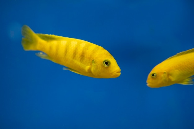 Melanochromis nell'acquario Pseudotropheus johannii pesci d'acqua dolce