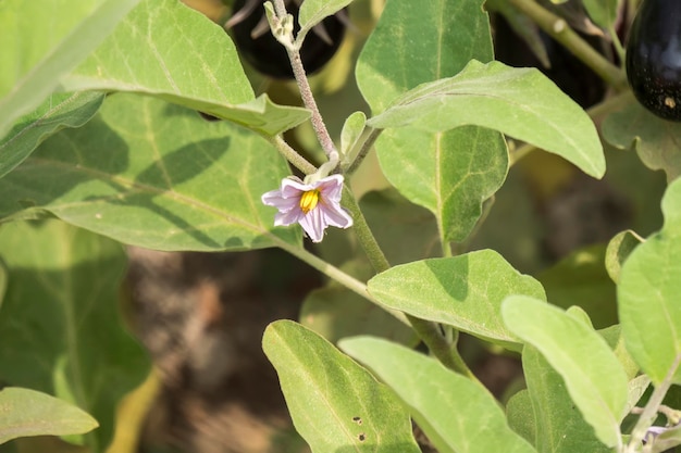 Melanzane fiore di melanzane