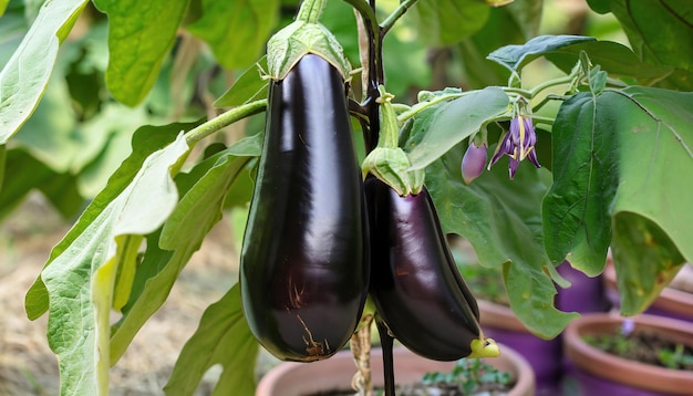 Melanzane giganti fresche appese al ramo dell'albero nel vaso in giardino