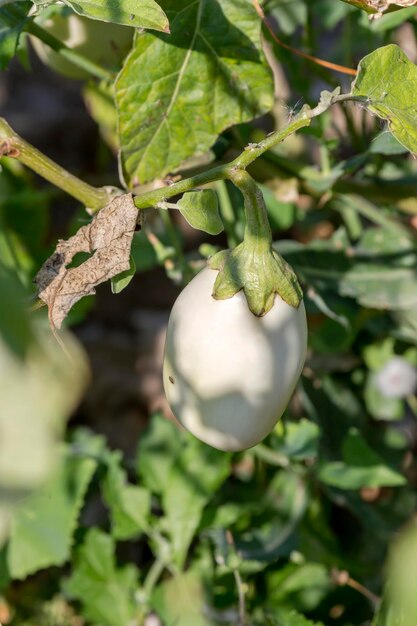 Melanzane in crescita nelle aiuole