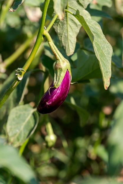 Melanzane in crescita nelle aiuole