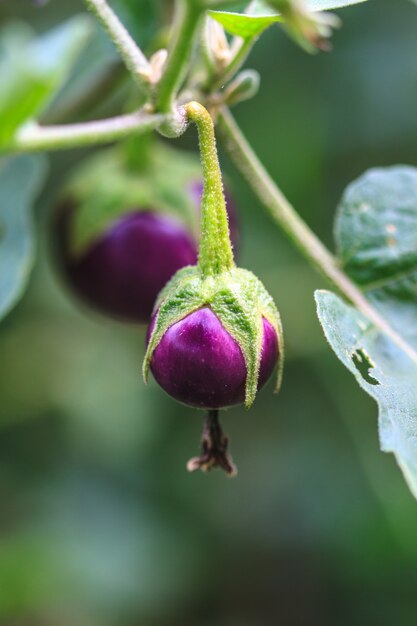 melanzane su albero in giardino