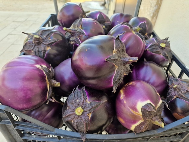 Melanzane viola appena raccolte biologiche