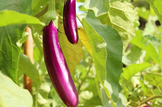 Melanzane viola in natura