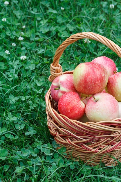 Mele appena raccolte in un cesto di vimini sull'erba in giardino.